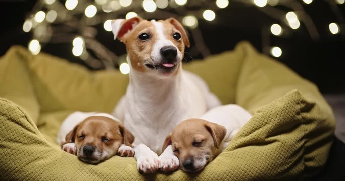 Cute jack russel dog lying laying with her little puppies which are sleeping tightly with atmospheric lights on background - christmas spirit close up 4k