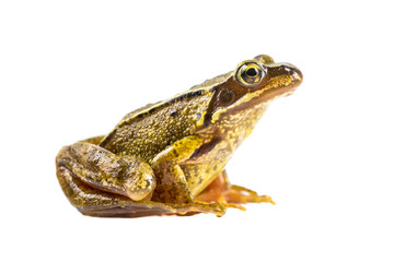 Common brown frog on white background