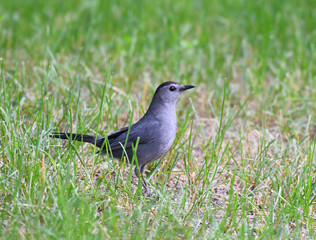 gray catbird in the green meadow
