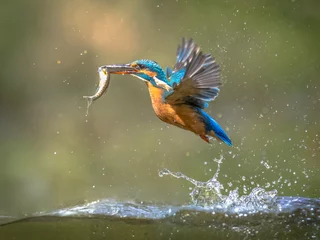 Fotobehang IJsvogel IJsvogel Vliegend met visvangst  © creativenature.nl