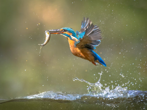 Common European Kingfisher Flying with fish catch