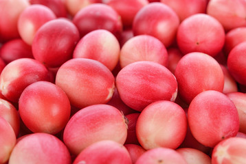 Carissa carandas background