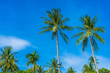 Fototapeta premium Beautiful coconut palm tree on blue sky