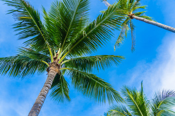Fototapeta premium Beautiful coconut palm tree on blue sky