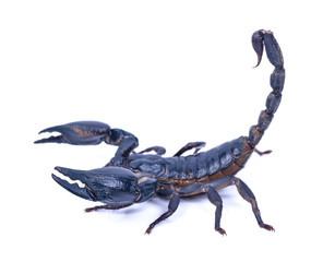 Black scorpion isolated on white background
