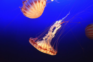 Jellyfish Dive