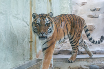 A big tiger walk in the cage in the zoo walking and looking into the camera