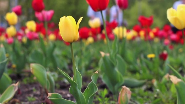 Yellow and red tulips in yhe city