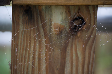Spider Web