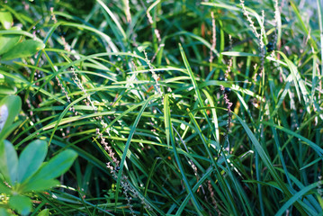 Green fresh glass shine by morning sunshine looks lively and soothing, nature background