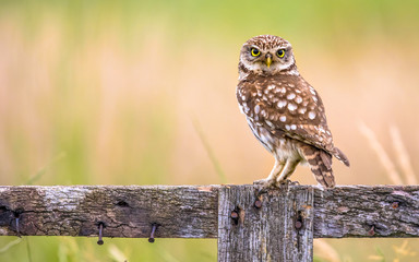 Little Owl perched on log