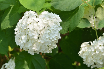 White Hydrangea 