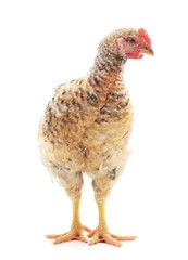 Small brown chicken.