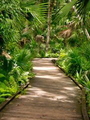 An amazing walk around Wekiwa Springs state park