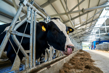 beautiful cows in a modern barn © Alexander Lupin