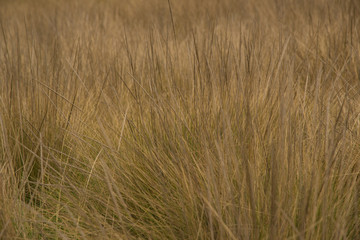 Grass texture background, growth, yellow