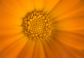 Detail of the flower stigma on the pistil of a Calendula flower
