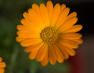 Detail of Calendula flower