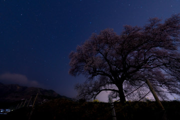 Obraz na płótnie Canvas わに塚の桜と満天の星空