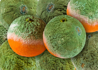 Rotten tangerines. Spoiled mandarins with green mold and fungus. Chilled fruit, improper storage....