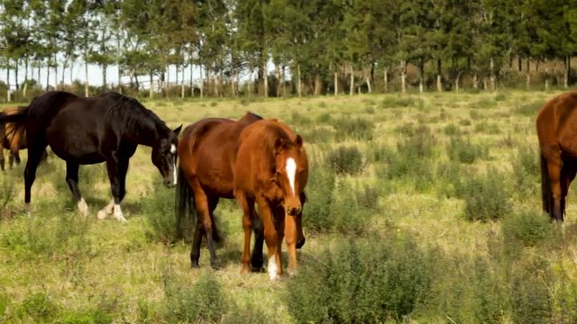 Horses walk, trot, and canter through an open field in early fall