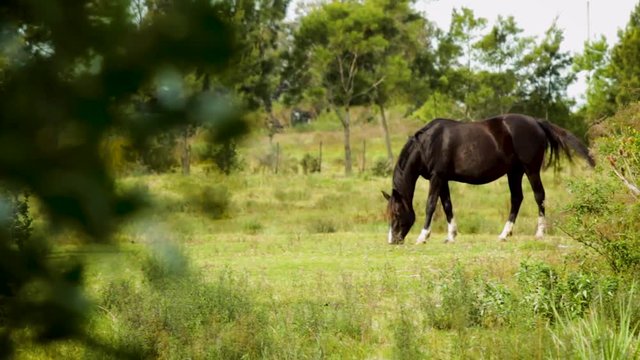 Black horses grazes in a wide-open pasture