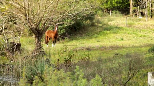 Energetic horse trot across open plains in traditional farm