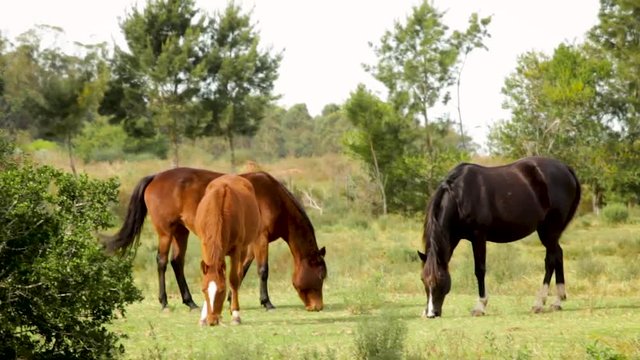Horses grazing in the open fields during late fall