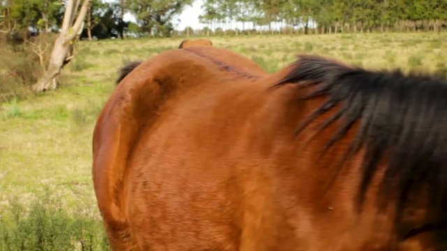Horses grazing and trotting around open fields in the countryside