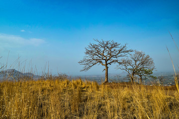 Fototapeta premium tree in the field