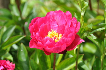 Peony Rose