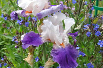 Bearded Iris 5