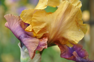 Bearded Iris 4