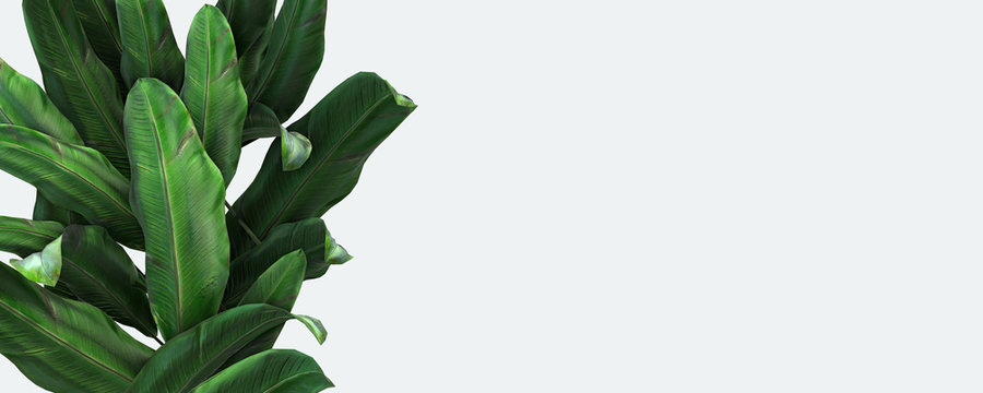 3d white background with banana foliage