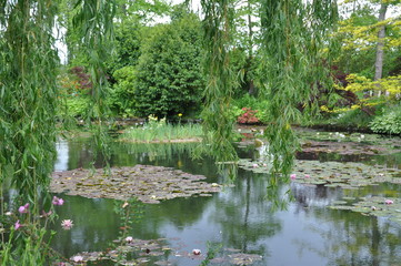 Lilly Pond