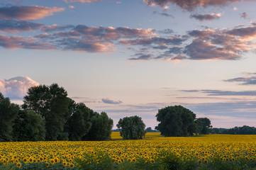 Obraz premium Sunflowers field in beautiful summer evening