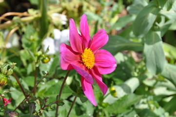 Pink Flower