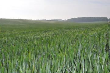 Wheat Field 2