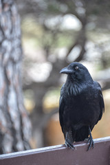 Black Crow sitting on a bench looking and listening