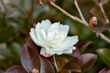 Camellia sasanqua in full bloom in Japan
