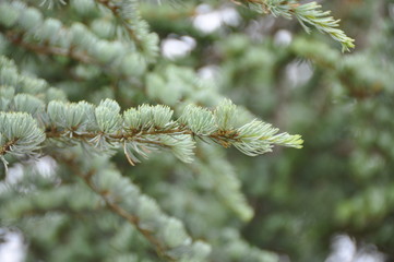 Pine Tree 2