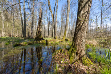 Springtime alder-bog forest in sun