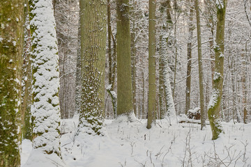 Wintertime landscape of snowy deciduous stand