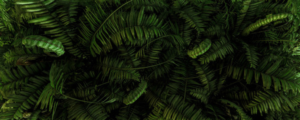 3d background illustration of green fern leaves - obrazy, fototapety, plakaty