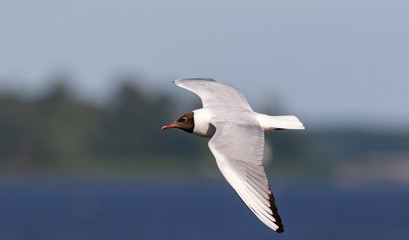 Black-headed gull (Chroicocephalus ridibundus) in flight