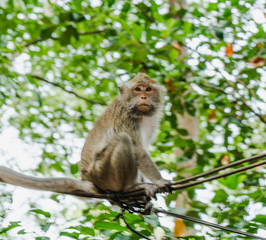 The monkey is sitting on the cable.