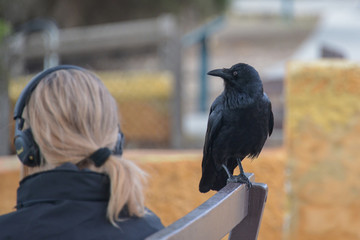 Crow on a bench near a figure listening to headphones
