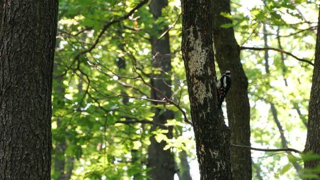 Great Spotted Woodpecker (Dendrocopos major) extracts larvae of beetles from the trunk of tree - (4K)