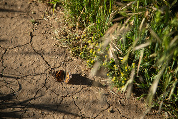 butterfly on dirt