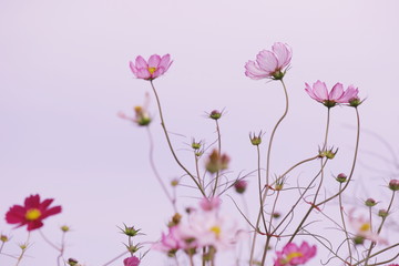 秋の花、コスモス